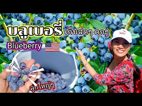 ดกๆ-สุกเต็มต้น-บลูเบอรี่ลูกใหญ ดกๆ-สุกเต็มต้น-บลูเบอรี่ลูกใหญ