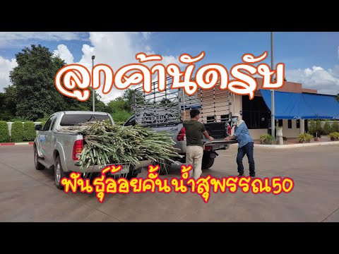 พันธุ์อ้อยคั้นน้ำสุพรรณ50.ลูกค พันธุ์อ้อยคั้นน้ำสุพรรณ50.ลูกค