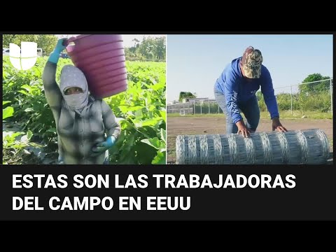 Así es la labor de estas hispanas en EEUU que sacan adelante a sus familias trabajando en el campo