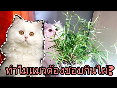 ไผ่เงินมีประโยชน์ต่อน้องแมว🐈สิ