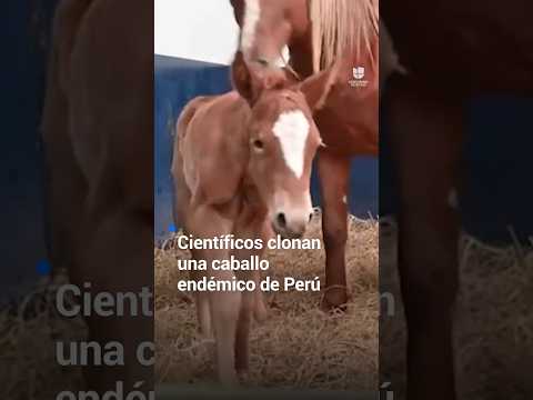 Científicos clonan un caballo endémico de Perú