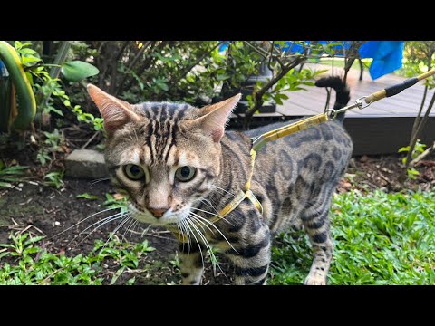 Conozca las principales características del gato bengalí