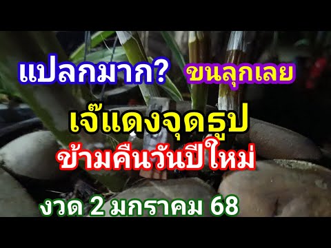 เจ๊แดงจุดธูปค่ำคืนวันปีใหม่แปล