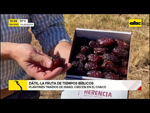 Dátil, una “fruta bíblica” que crece en el árido Chaco paraguayo