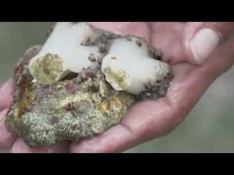 Por el mundo - Un coral exótico asfixia arrecifes en Venezuela y amenaza el Caribe