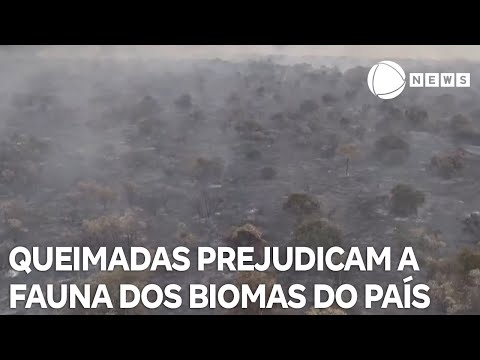 Queimadas prejudicam a fauna dos principais biomas do Brasil