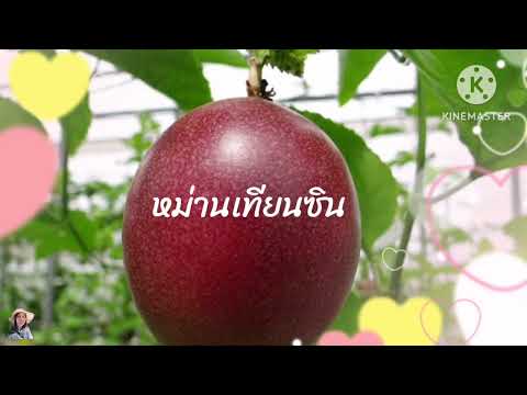 เสาวรสใต้หวันหม่านเทียนซินกิโล