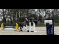 Cheval de CSO Talentvol springpaard (Cicero x Verdi) 5 jaar fijn te rijden uit goede sportstam