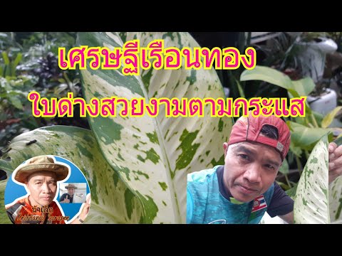 ชมไม้มงคลกับน้าเล็ก:-เศรษฐีเรื ชมไม้มงคลกับน้าเล็ก:-เศรษฐีเรื