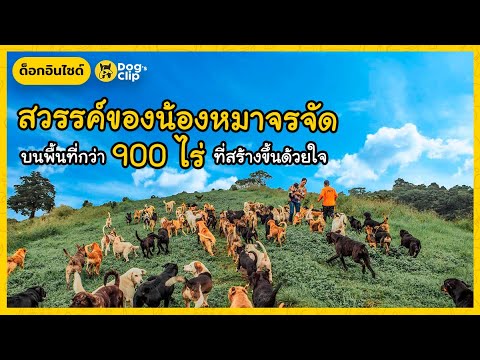 สวรรค์ของน้องหมาจรจัด-บนพื้นที สวรรค์ของน้องหมาจรจัด-บนพื้นที