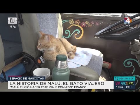 Vespertinas - La historia de Malú, el gato viajero
