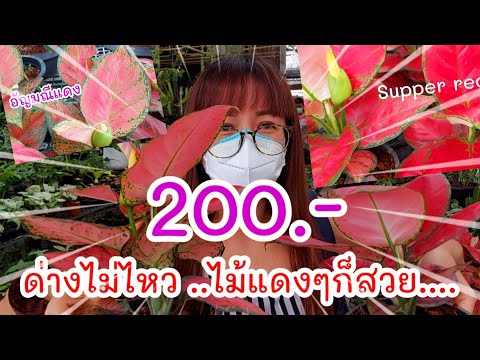 ได้ไม้ประดับ-Supper-red-แดงสุด ได้ไม้ประดับ-Supper-red-แดงสุด