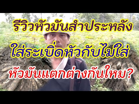 รีวิวหัวมันสำประหลังใส่ระเบิ่ รีวิวหัวมันสำประหลังใส่ระเบิ่
