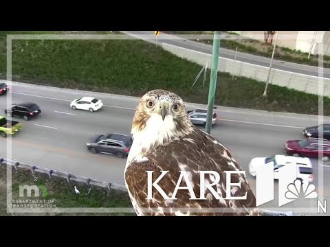 Red-tailed hawk watches traffic on Interstate 94