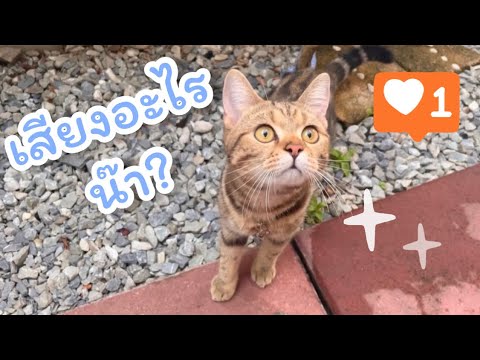 ฟังเสียงนก🐈-|-กระเพรา ฟังเสียงนก🐈-|-กระเพรา