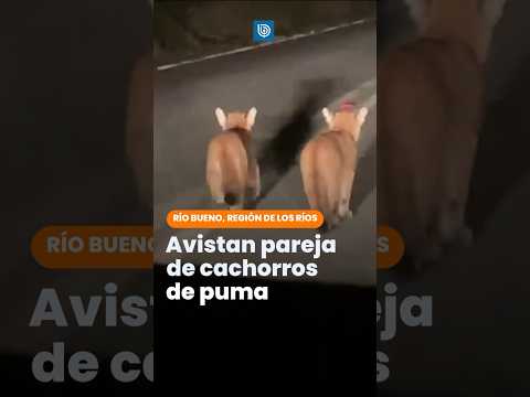 Avistan pareja de cachorros de puma en Río Bueno