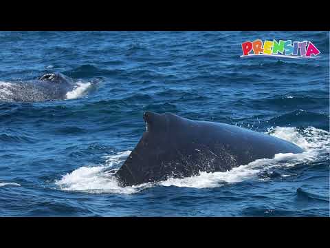 ¿Ya has visto una ballena jorobada? ¿Sabías que puedes verlas en El Salvador? Gilma Guerra te cuenta