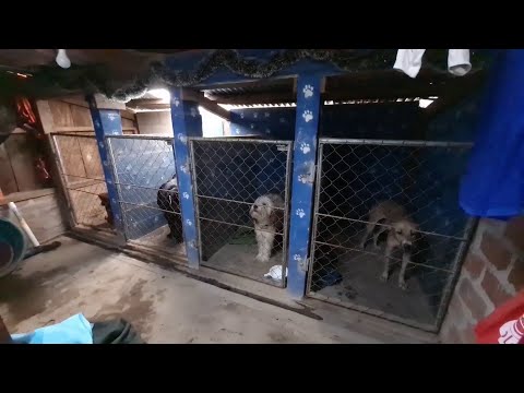 Clausuran campamento para perros