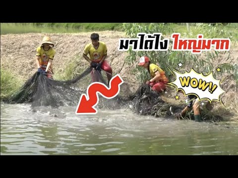 ตกใจ-!-ไม่คิดว่า-จะตัวใหญ่ขนาด ตกใจ-!-ไม่คิดว่า-จะตัวใหญ่ขนาด