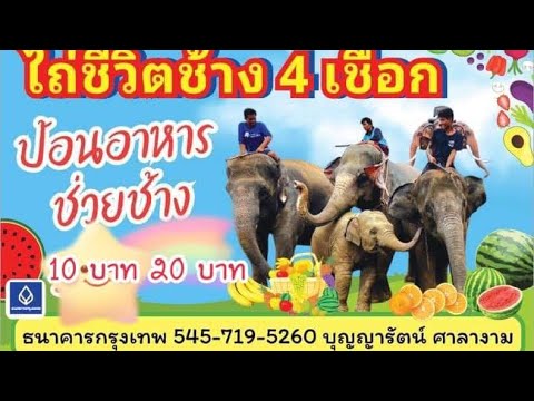 ป้อนอาหารออนไลน์ช่วยช้างตกงาน