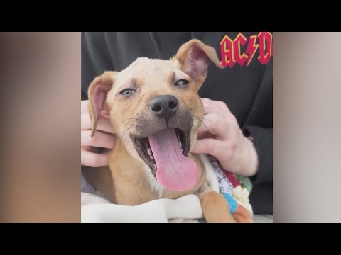 Puppy shot in head expected to make full recovery