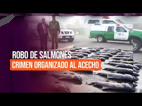 La mafia del robo de salmón: Asaltos cada vez más violentos #ReportajesT13