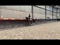 Dressage horse Super sportmerrie van Dayano
