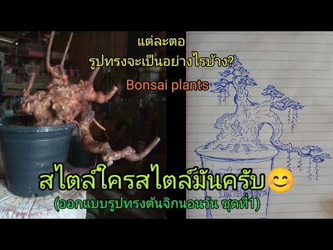 ภาพวาดรูปทรงต้นจิกนอนวัน ภาพวาดรูปทรงต้นจิกนอนวัน