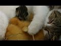 Cat cuddles kittens and adopted ducklings - Animal Odd Couples: Episode 1 Preview - BBC One