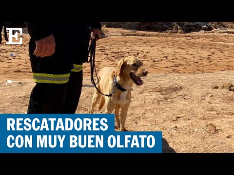 LIBIA | Así trabajan los perros de rescate de una ONG española en Derna | EL PAÍS