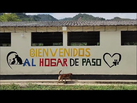 Hogar canino piloto para Antioquia - Teleantioquia Noticias