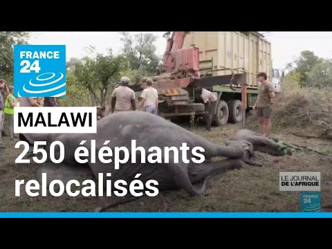 Malawi : 250 éléphants relocalisés dans un parc où l'espèce avait quasiment disparu