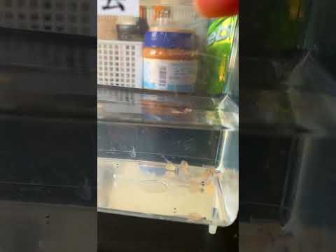 เลี้ยงปลาภูเขาญี่ปุ่นปลาฤดูหน