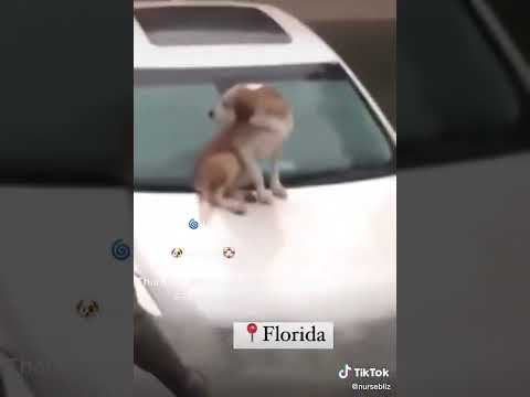 #breakingnews #Rescatan a #perrito atrapado en la #Florida por buenas #personas