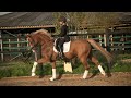 Cheval de dressage A real Eyecather