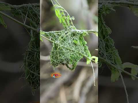 การสร้างรังที่ดีและแน่นหนานกก