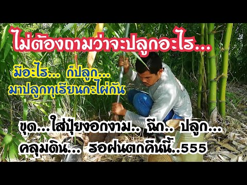 ไม่ต้องถามว่าจะปลูกอะไร-มีอะไ ไม่ต้องถามว่าจะปลูกอะไร-มีอะไ