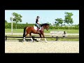 Dressage horse Talentvolle 4-jarige merrie!