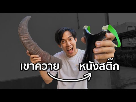 สร้างSlingshotด้วยเขาควาย🐃ได้