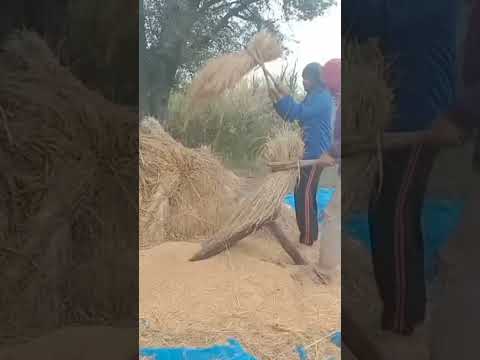 ตีข้าวแบบโบราณ8ธันวาคมค.ศ.