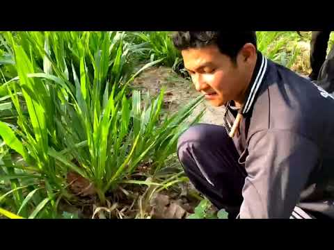 พาพี่น้องไปเกี่ยวหญ้า-กับ-ตัส- พาพี่น้องไปเกี่ยวหญ้า-กับ-ตัส-