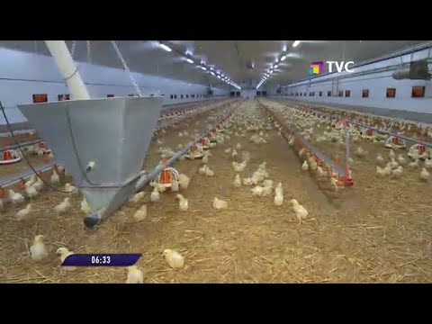 Tungurahua: se han detectado y contenido dos brotes de gripe aviar
