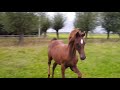 Dressage horse Gelding by Donier x Fürstenball