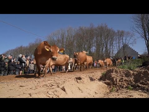 Organic cows run towards open fields after a winter spent in the cowshed in Denmark