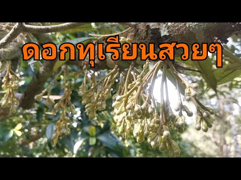 เกษตรสุข ดอกทุเรียนสวยๆ​ดอกทุเรียน​ทุเรียนออกดอก​ทุเรียน​สวนทุเรียน