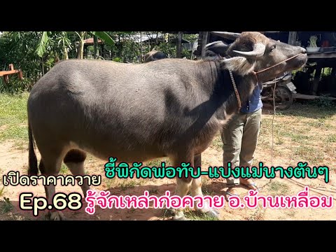เปิดราคาควาย-Ep.68-ชี้พิกัดพ่อ เปิดราคาควาย-Ep.68-ชี้พิกัดพ่อ