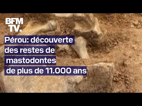 Pérou: découverte des restes de mastodontes de plus de 11.000 ans