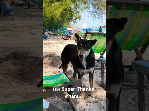 หมาดำริมทะเลกดSuperThanksด้