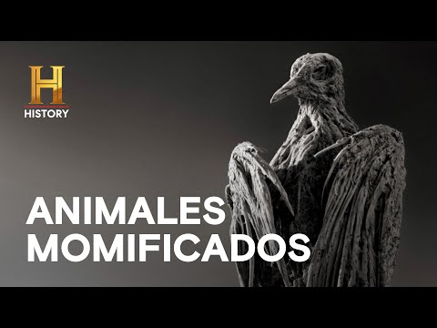 ANIMALES MOMIFICADOS   - LA EVIDENCIA ESTÁ ENTRE NOSOTROS