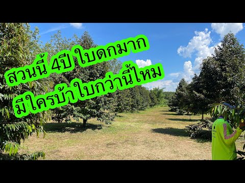 ทุเรียนแปลงนี้ใบสวยมาก-อายุ4ปี ทุเรียนแปลงนี้ใบสวยมาก-อายุ4ปี
